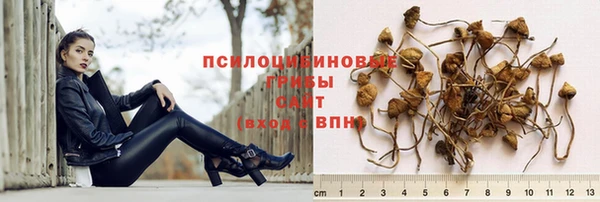 гашик Новозыбков